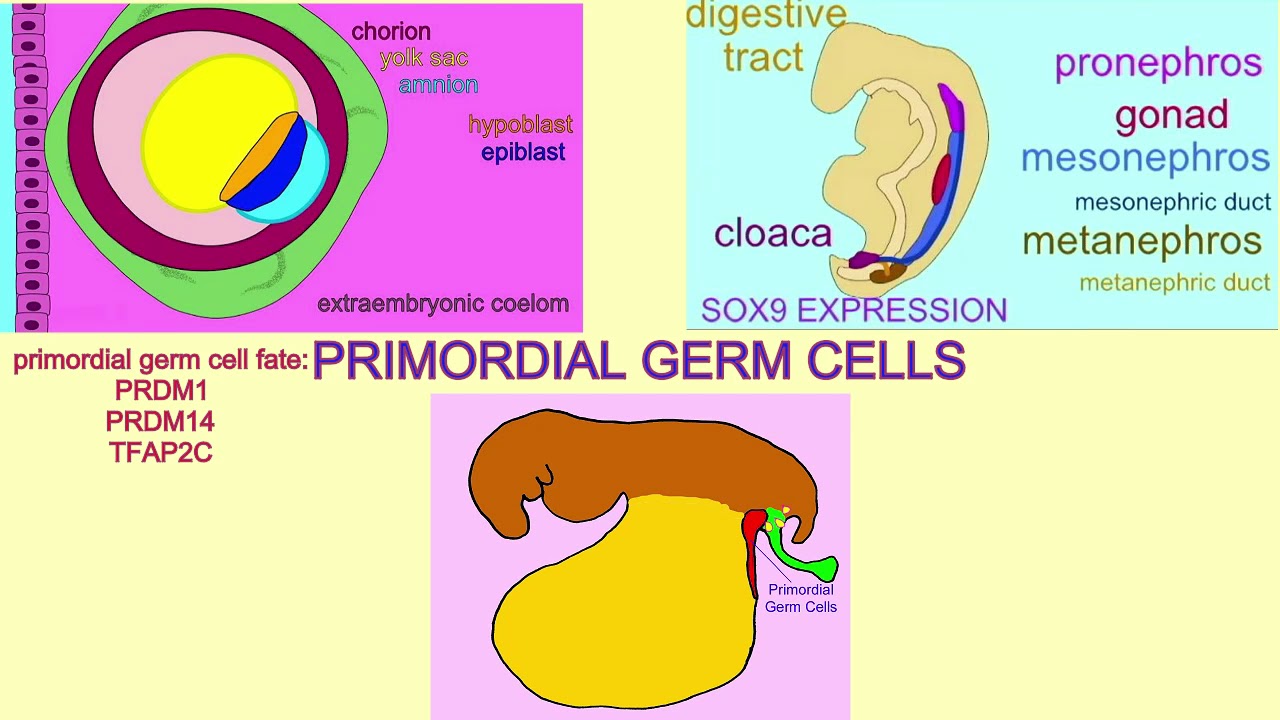 Primordial germ cells definition